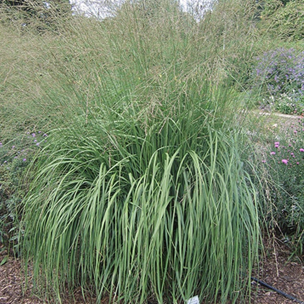 Ziergras im Garten