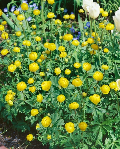 Trollius x cult.'Lemon Queen', Trollblume, zitronengelb, ca. 11x11 cm Topf