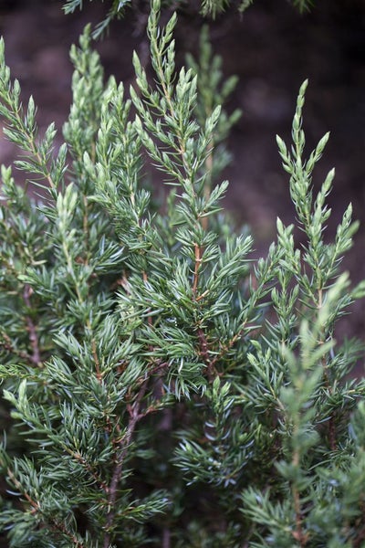 Juniperus communis 'Repanda', Kriech-Wacholder, 20–30 cm