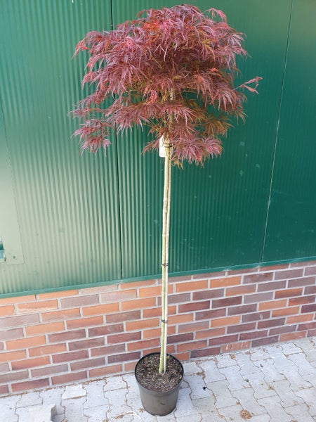 Acer palmatum 'Garnet'- Stämmchen,, Roter Schlitzahorn, Gesamthöhe: 160-170, Stammhöhe: 125 cm