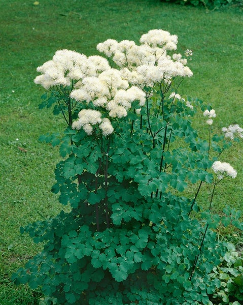 Pfeifengras mit weissen Blüten im Garten