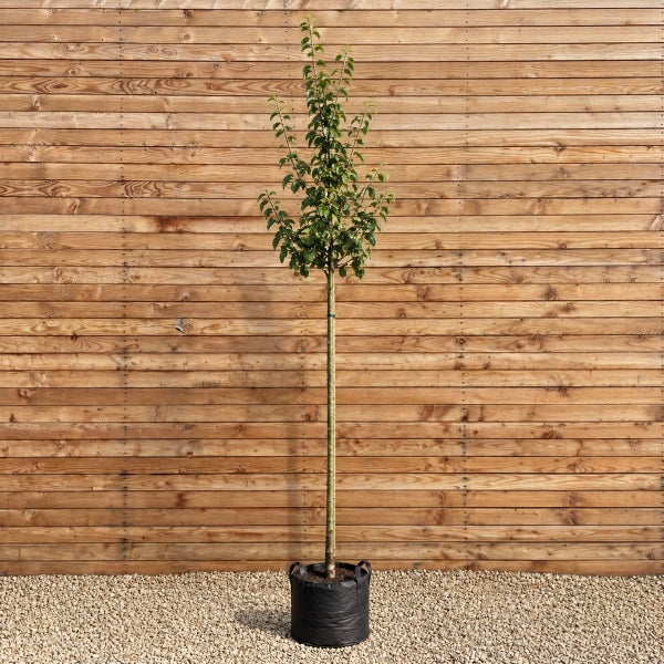 Junger Baum als Hochstamm im Pflanzcontainer vor einer Holzwand