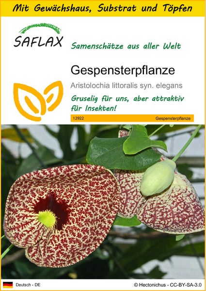 SAFLAX Anzucht Set - Gespensterpflanze - Aristolochia littoralis syn. elegans - 80 Samen - Mit Mini-Gewächshaus, Anzuchtsubstrat und 2 Töpfen