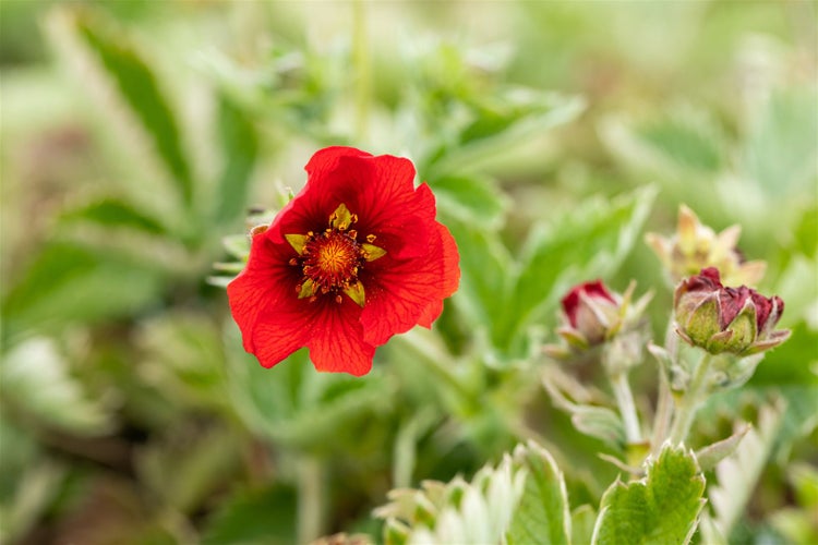 Potentilla atrosanguinea, Fingerstrauch, leuchtend rot, ca. 9x9 cm Topf