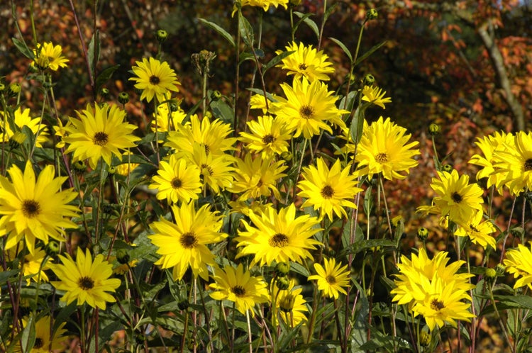 Helianthus atrorubens, Sonnenblume, gelb, ca. 11x11 cm Topf
