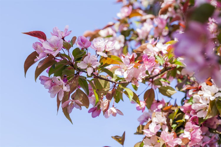 Blühender Ast eines Zierapfels mit zahlreichen Blüten im Frühling.