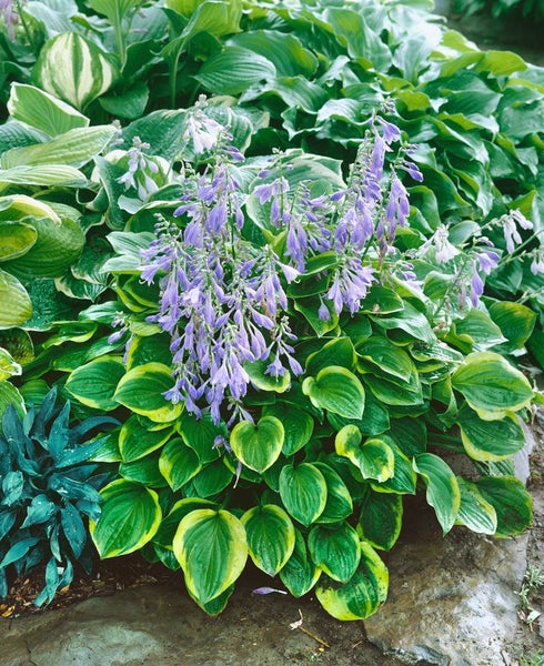 Funkien mit lila Blüten im Garten