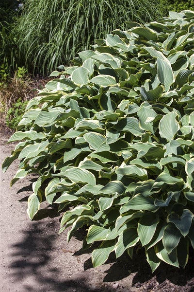Hosta 'Francee', Weißrand-Funkie, grün-weiß, 3-5 Liter Container