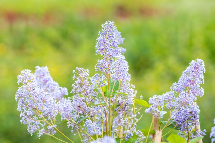 Ceanothus delilianus 'Gloire d.Versailles', Säckelblume, blau, 40–60 cm