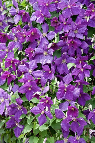 Nahaufnahme von violetten Waldrebenblüten