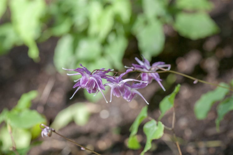 Epimedium grandiflorum 'Lilafee', Elfenblume, lila, ca. 9x9 cm Topf