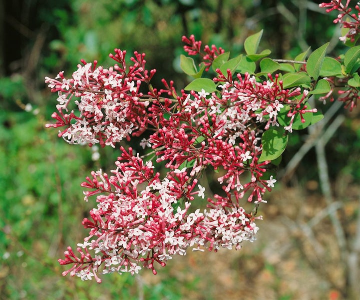 Syringa microphylla 'Superba', Zwergflieder, rosa Blüten, 60–80 cm