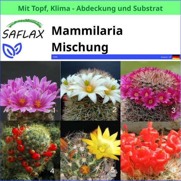 Saflax Mammillaria Mischung mit Topf, Klimaabdeckung und Substrat