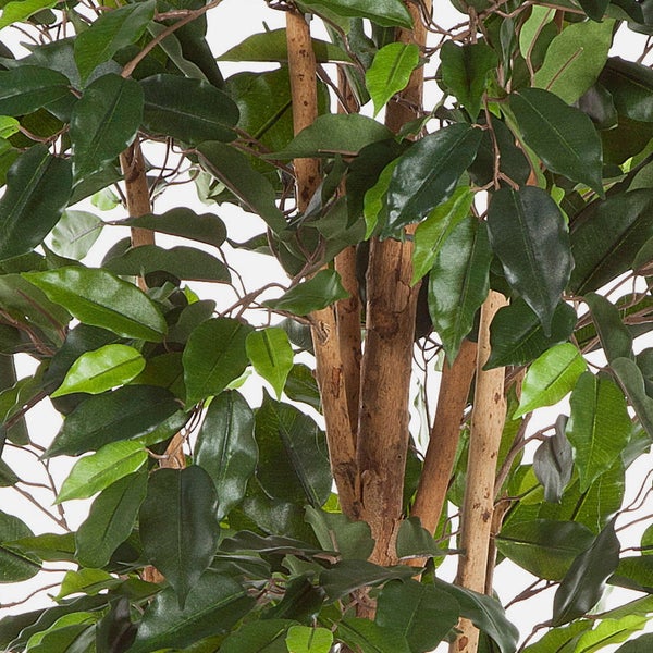 Nahaufnahme einer künstlichen Ficus-Pflanze mit dichten grünen Blättern und braunen Stämmen.