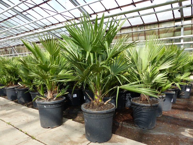 Palme Vulcano 70 cm Zwergpalme Chamaerops Humilis, winterhart bis -12°C