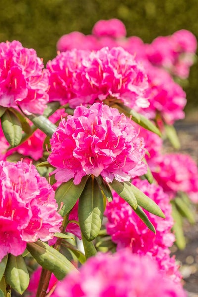 Rhododendron Hybr. 'Catharine van Tol', immergrün, rosa Blüten, 40–50 cm
