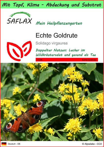 SAFLAX Garden to go - Echte Goldrute - Solidago virgaurea - 100 Samen - Mit Topf, Klima - Deckel und Anzuchtsubstrat