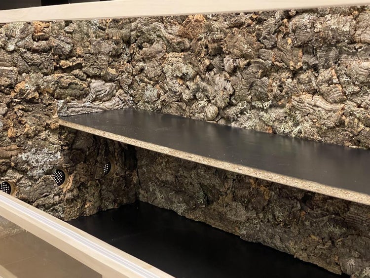Innenansicht eines Holzterrariums mit Rückwänden aus Naturkork und zwei schwarzen Ablageflächen für Reptilien.