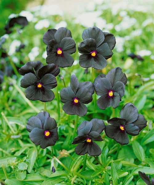 Viola cornuta 'Molly Sanderson', Hornveilchen, schwarzviolett, ca. 9x9 cm Topf