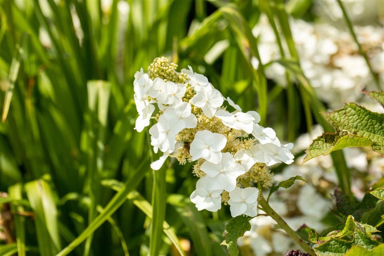 Hydrangea quercifolia 'Ruby Slippers', Eichenblatthortensie, 40–60 cm