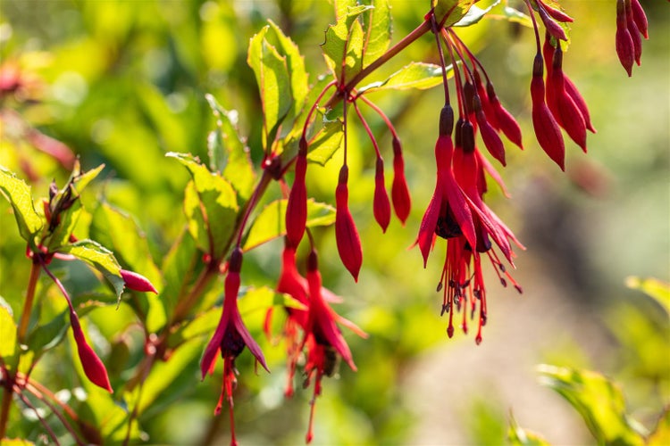 Fuchsia magellanica 'Gracilis', Fuchsie, zweifarbig, 30–40 cm