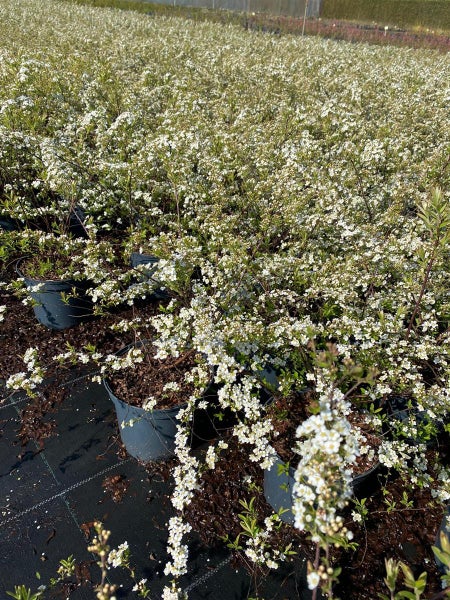 Spiraea cinerea 'Grefsheim', Asch-Spiere, weiß, 40–60 cm