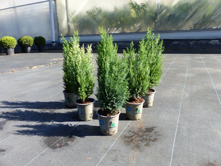 Mehrere Chamaecyparis lawsoniana Scheinzypressen in Pflanztöpfen auf einem Vliesboden in einer Gärtnerei.