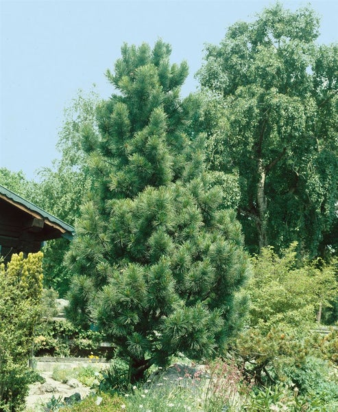 Pinus cembra, Zirbelkiefer, 40–50 cm, immergrün, winterhart