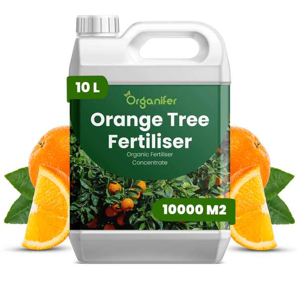 Organifer Orangenbaum-Dünger, organisches Düngerkonzentrat, 10 Liter Kanister für 10000 Quadratmeter.