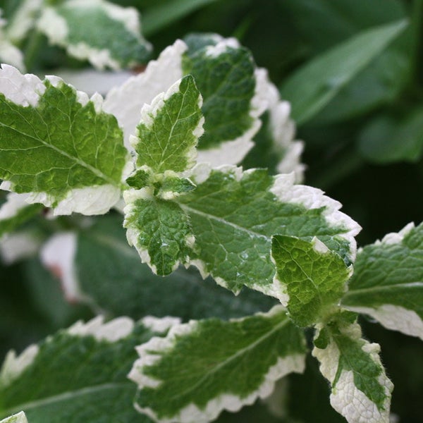 Ananas-Minze in BIO-Qualität - Mentha suaveolens variegata - Kräuterpflanze im 12cm Topf