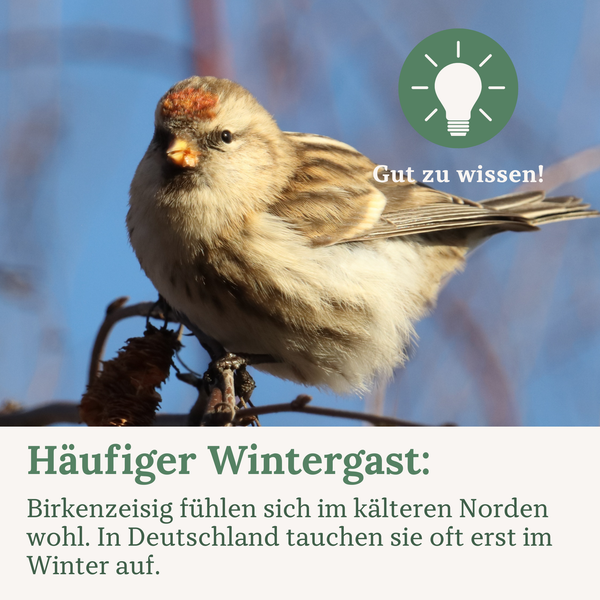 Infografik über den Birkenzeisig als häufigen Wintergast mit dem Hinweis Gut zu wissen.