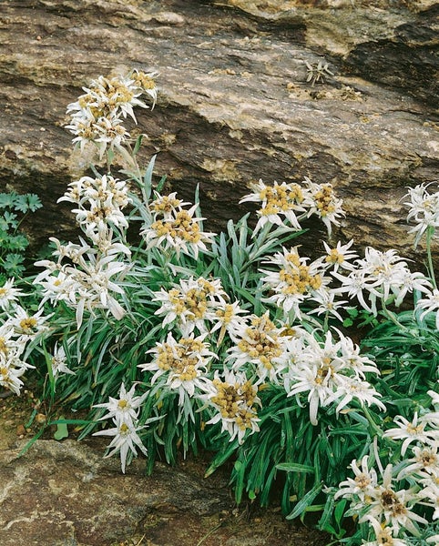 Edelweißblumen vor einem Felsen