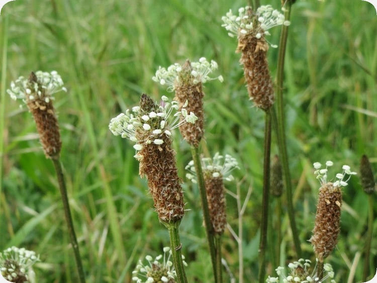 SAFLAX  - Spitzwegerich - Plantago lanceolata - 100 Samen