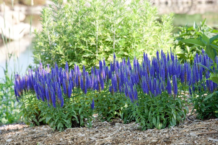 Veronica longifolia, Ehrenpreis, blau, ca. 9x9 cm Topf