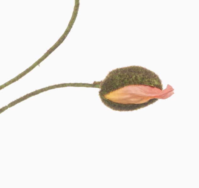 Nahaufnahme eines grünen künstlichen Pflanzenstiels mit gezackten Blättern und feinen Härchen.