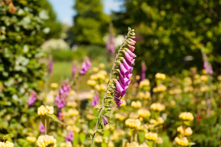 Digitalis purpurea, Fingerhut, rosa Blüten, ca. 9x9 cm Topf