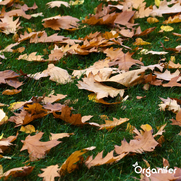 Herbstdünger All-In-One (5 kg für 100 m2) - Organifer