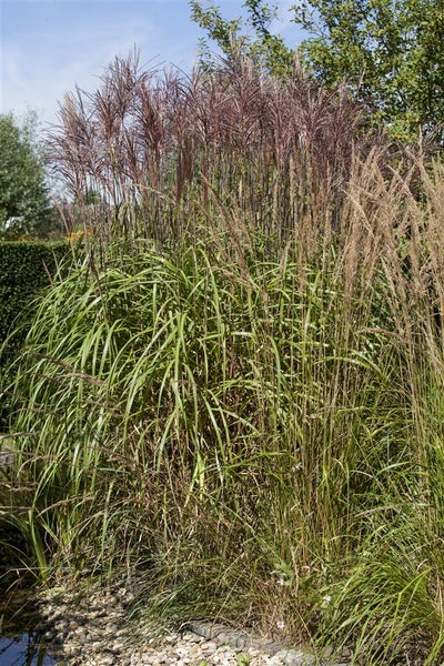 Phragmites australis, Schilfrohr, ca. 9x9 cm Topf