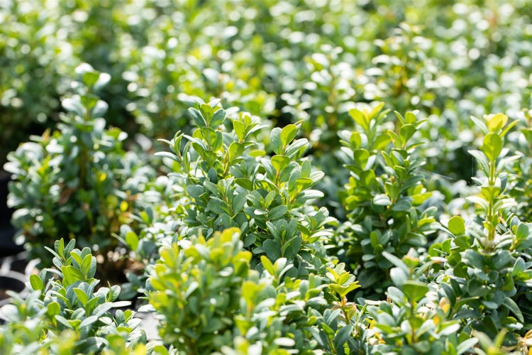 Buxus sempervirens 'Blauer Heinz', Buchsbaum, kompakt, 12–15 cm