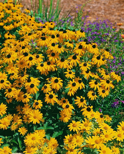 Rudbeckia fulgida sullivantii 'Goldsturm', gelb, ca. 9x9 cm Topf