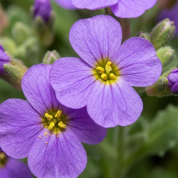 Blaukissen Aubrieta mit violetten Blütenblättern und gelber Mitte.