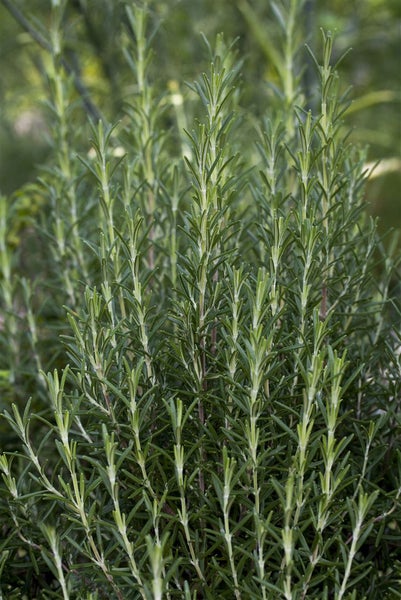 Rosmarinus officinalis 'Arp', Rosmarin, winterhart, ca. 9x9 cm Topf