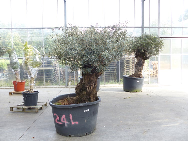 exakt dieser Baum Nr. 24L, 210 cm, Olivenbaum, Bonsai, knorrige alte urige Olive winterhart