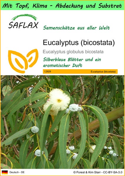 SAFLAX Garden to go - Eucalyptus (bicostata) - Eucalyptus globulus bicostata - 100 Samen - Mit Topf, Klima - Deckel und Anzuchtsubstrat