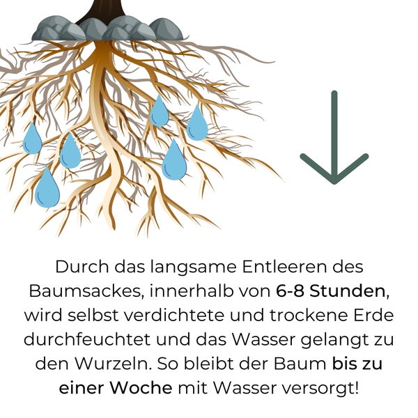 Illustration eines Wurzelwerks mit Wassertropfen und einer grünen Abwärtspfeil-Grafik, die die Bewässerung des Baumes durch langsames Entleeren des Baumsackes innerhalb von sechs bis acht Stunden darstellt.