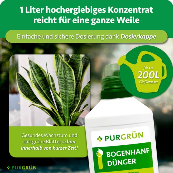 Eine Flasche Purgrün Bogenhanf Dünger mit Dosierkappe neben einer Bogenhanfpflanze für gesundes Wachstum.
