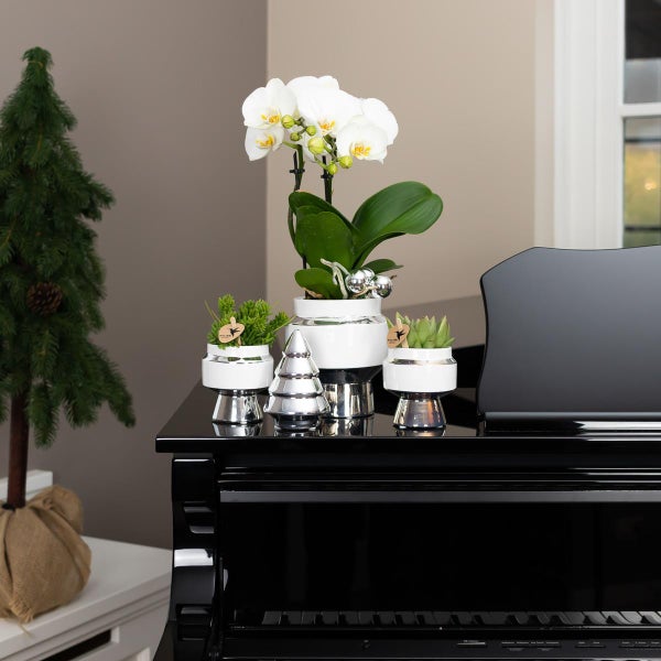 Kolibri Greens Grünpflanze Sukkulente Echeveria Miranda im Le Chic Topf silber Topfgröße 9cm grüne Zimmerpflanze