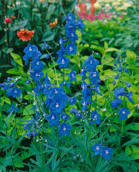 Delphinium x bellad.'Balaton', Rittersporn, blau, ca. 11x11 cm Topf