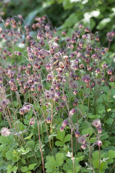 Nahaufnahme einer Gruppe von Nickenden Nelkenwurzen im Garten.