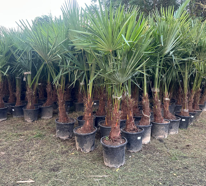 Trachycarpus fortunei 150 - 180 cm Palme Hanfpalme, winterhart bis -19°C